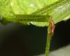 Phaneroptera nana